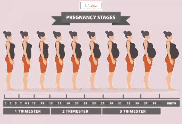 First Trimester (Weeks 1–12): Early Changes You Might Not Notice Holland Park